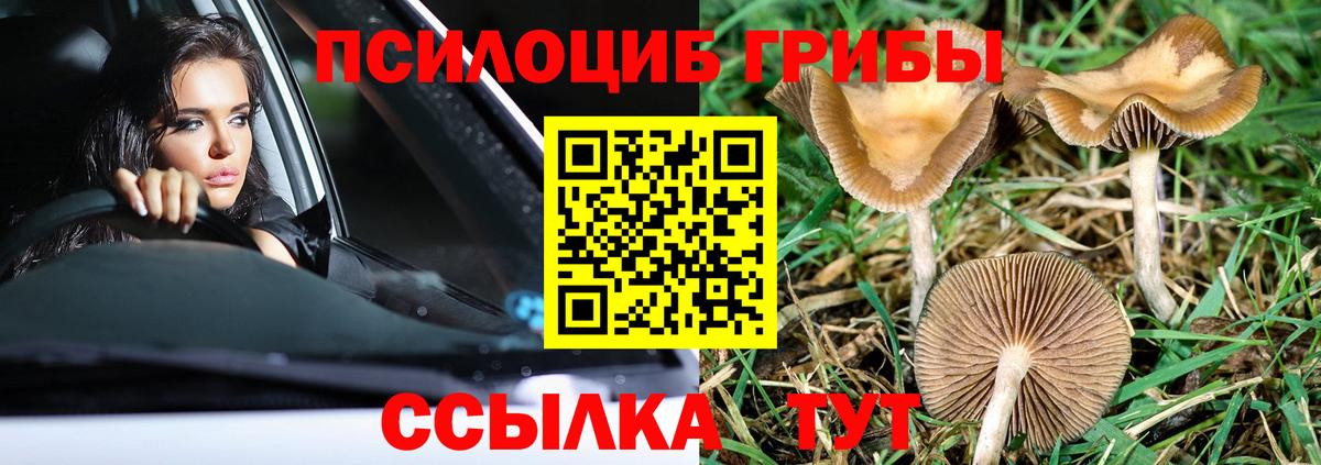 магазин продажи наркотиков  Вичуга  Галлюциногенные грибы Magic Shrooms 