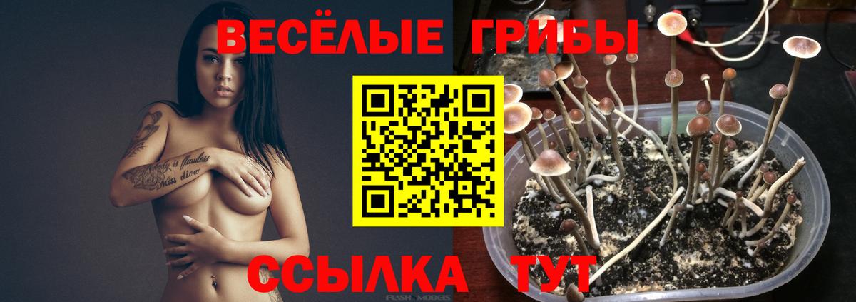 Галлюциногенные грибы Cubensis  Вход с VPN  Вичуга  Псилоцибиновые грибы MAGIC MUSHROOMS 